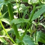 Leucanthemum ircutianum Кора