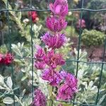 Salvia pachyphylla Flor