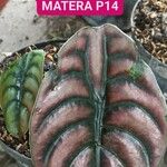 Alocasia cuprea Blatt