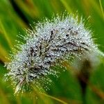 Cenchrus alopecuroides Blatt