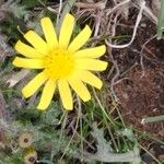 Senecio leucanthemifoliusFruct