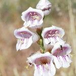 Penstemon palmeri Flor