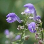 Scutellaria incana Flor