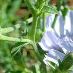 Cichorium endivia ᱪᱷᱟᱹᱞᱤ