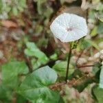 Ipomoea obscura Virág