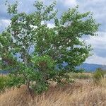 Cercis griffithii Habitat