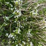 Arabidopsis halleri Hábitos