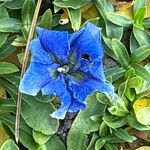 Gentiana acaulis Flor