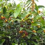 Ficus mutabilis 其他
