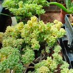 Sedum dasyphyllum Leaf