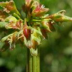 Rumex palustris ᱡᱚ