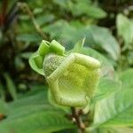 Cobaea scandens Blüte