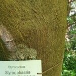 Styrax obassia Кара