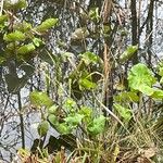 Caltha palustris Blatt