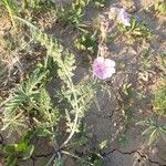 Geranium tuberosum Habit