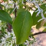 Chionanthus retusus Leaf