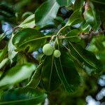 Calophyllum inophyllum Frugt