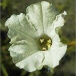 Nicotiana acuminata Λουλούδι