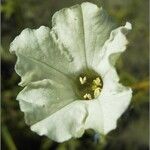 Nicotiana acuminata Flors