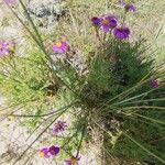 Senecio elegansFlower