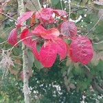 Cotinus obovatus পাতা