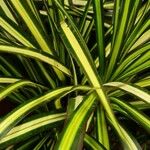 Dracaena reflexa Blatt