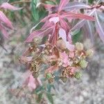 Euphorbia dendroides Лист