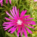 Delosperma cooperiBlodyn