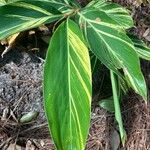 Alpinia zerumbetLeaf