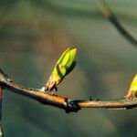 Berberis vulgaris List