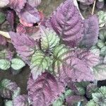 Strobilanthes alternata List