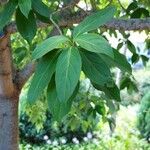 Barleria observatrix Yaprak