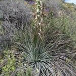 Hesperoyucca whipplei ᱥᱟᱠᱟᱢ