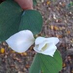 Bauhinia acuminata Kvet