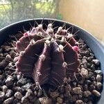 Gymnocalycium mihanovichii 叶