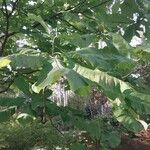 Magnolia macrophylla Leaf