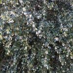 Osmanthus delavayi 花