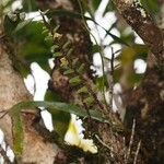 Dendrobium pectinatum Celota