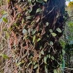 Microgramma vacciniifolia 葉