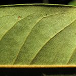 Guatteria pannosa Blad