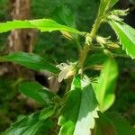 Capraria biflora ফুল