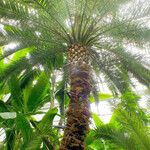 Phoenix canariensis Leaf