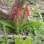 Lachenalia bulbifera Flower