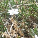 Cerastium soleirolii Flower