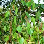 Betula pendula Fruit
