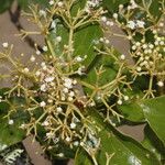 Viburnum venustum Hoja