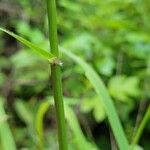 Tridens flavus Autre