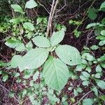 Rubus macrophyllus Blad