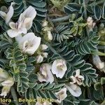 Astragalus depressus autre