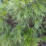 Acacia cognata Fuelha